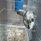 ذكر دره ابرق
