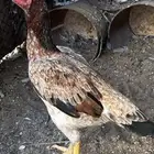 دجاجه شامو ياباني