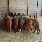 سواكل الجله غرب الرياض