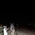 حصان