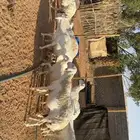 غنم حرش طيبه