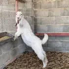 للبيع تيس