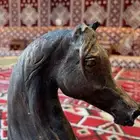 عرض إيواء خيل