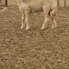 فحل حري مشروط