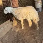 جذعه للبيع