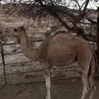 حاشي - قعود - لباني - ارباع أنصاف