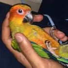 ببغاء صن كنيور