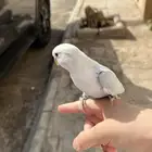 روز هدد مجنون أليف جاهز يفطم