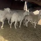 بيعت