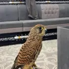 حمام باكستاني