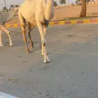 للبيع بكره وضحى لقيه