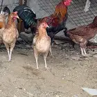 للبيع ديك باكستاني