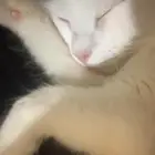 بسه للتبني