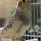 عصفور كروان كوكتيل عمره 6 شهور مواصفاته اليف لكن خواف شوي