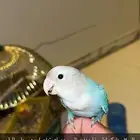 طير مفود