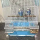 حيونات طيور