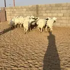 رخال غنم حريات حرش خلفه ودفيع12راس