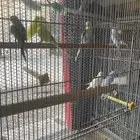 ازواج طيور بادجي للبيع