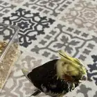 كروان اليف