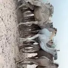حشو قعدان شحم فل الموقع عفيف