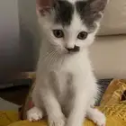 ذكر للبيع