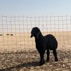 رخل خصم