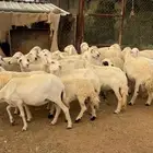 غنم دفيع وأغلبها قرايب