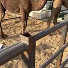 مفروده صفرا