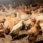 صيصان بلدي نخبه