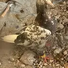 انثى رامبوري زيرا مشاءالله