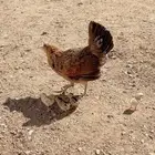 دجاجه عربيه اصيل مفرخه