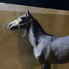 مهر شعبي كفو