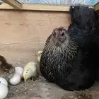 دجاجه بلدي تحت ه ثلاث صيصان