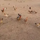 حمام ودجاج