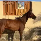 حصان