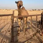 نياق