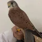 بأشق بدايت هدد