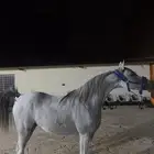 فرس واهو لقاح على فحل ادهم
