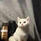 قطة سكوتش ستريت