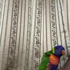 لورييي ريمبوو