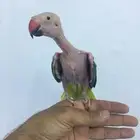 انثى دره منتجه