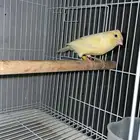 ذكر كناري منتج