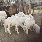 طليان حريه ذبايح