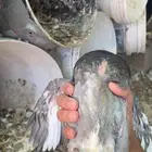 فروخ حمام للبيع فرنسي سلفر زاجل الموقع ببريده