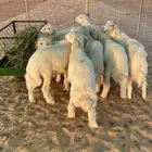 بهم حريات ذبايح