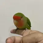 عصفور روز انثى للبيع