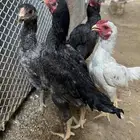 كوشامو القنفذة القوز
