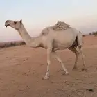 عشرا للبيع بدون بكرتها
