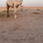 عفرا كفو