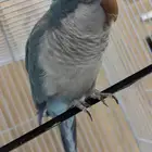 كويكر ازرق اليف